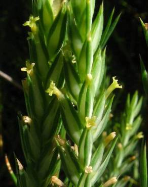 Fotografia 1 da espécie Crucianella angustifolia no Jardim Botânico UTAD
