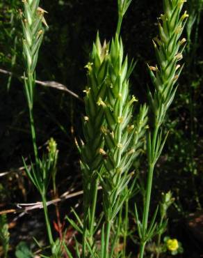 Fotografia 10 da espécie Crucianella angustifolia no Jardim Botânico UTAD