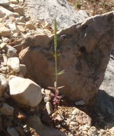 Fotografia da espécie Crucianella latifolia