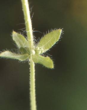 Fotografia 3 da espécie Cruciata pedemontana no Jardim Botânico UTAD