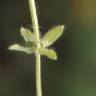 Fotografia 3 da espécie Cruciata pedemontana do Jardim Botânico UTAD