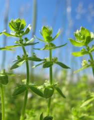 Cruciata pedemontana