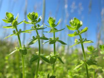 Fotografia da espécie Cruciata pedemontana