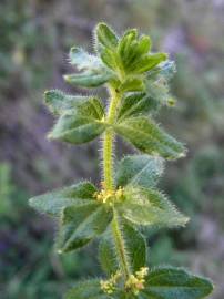 Fotografia da espécie Cruciata pedemontana