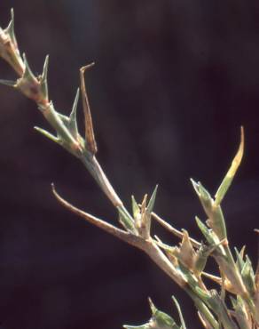 Fotografia 2 da espécie Crypsis aculeata no Jardim Botânico UTAD