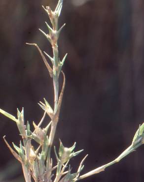 Fotografia 3 da espécie Crypsis aculeata no Jardim Botânico UTAD