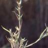 Fotografia 3 da espécie Crypsis aculeata do Jardim Botânico UTAD