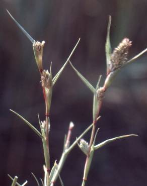 Fotografia 4 da espécie Crypsis aculeata no Jardim Botânico UTAD