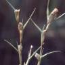 Fotografia 4 da espécie Crypsis aculeata do Jardim Botânico UTAD