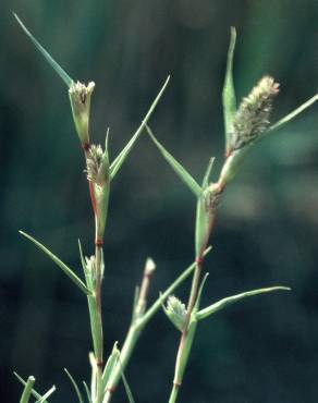 Fotografia 5 da espécie Crypsis aculeata no Jardim Botânico UTAD