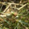 Fotografia 8 da espécie Crypsis aculeata do Jardim Botânico UTAD