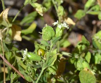 Fotografia da espécie Silene baccifera