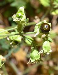 Silene baccifera