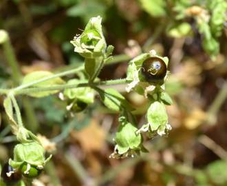 Fotografia da espécie Silene baccifera