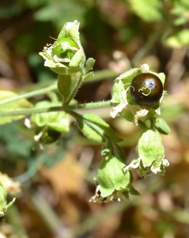 Fotografia de capa Silene baccifera - do Jardim Botânico