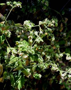 Fotografia 3 da espécie Silene baccifera no Jardim Botânico UTAD