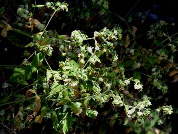 Fotografia da espécie Silene baccifera