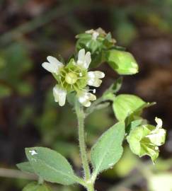 Fotografia da espécie Silene baccifera