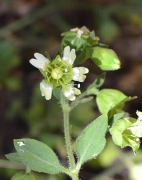 Fotografia 4 da espécie Silene baccifera no Jardim Botânico UTAD