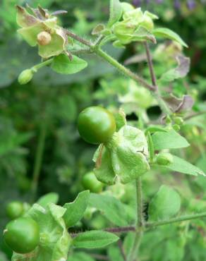 Fotografia 7 da espécie Silene baccifera no Jardim Botânico UTAD