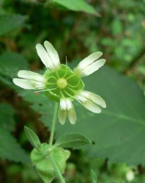 Fotografia 9 da espécie Silene baccifera no Jardim Botânico UTAD