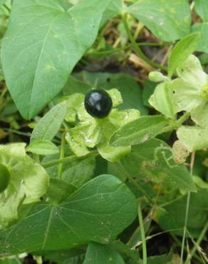 Fotografia 10 da espécie Silene baccifera no Jardim Botânico UTAD