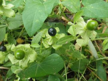 Fotografia da espécie Silene baccifera