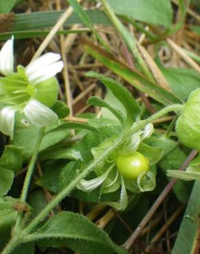 Fotografia 11 da espécie Silene baccifera no Jardim Botânico UTAD