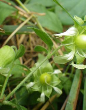 Fotografia 12 da espécie Silene baccifera no Jardim Botânico UTAD