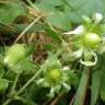 Fotografia 12 da espécie Silene baccifera do Jardim Botânico UTAD