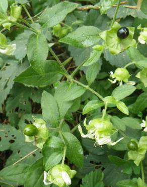 Fotografia 13 da espécie Silene baccifera no Jardim Botânico UTAD