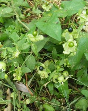 Fotografia 14 da espécie Silene baccifera no Jardim Botânico UTAD