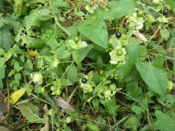 Fotografia da espécie Silene baccifera