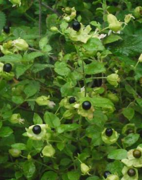 Fotografia 15 da espécie Silene baccifera no Jardim Botânico UTAD