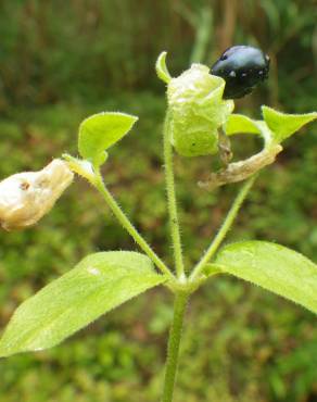 Fotografia 16 da espécie Silene baccifera no Jardim Botânico UTAD