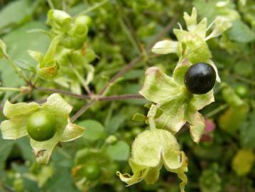 Fotografia da espécie Silene baccifera