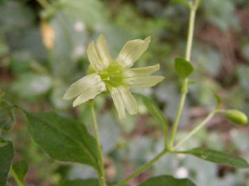 Fotografia da espécie Silene baccifera