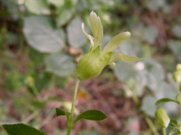 Fotografia da espécie Silene baccifera