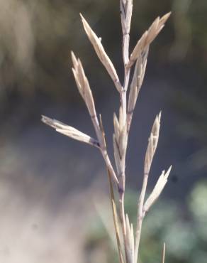 Fotografia 5 da espécie Cutandia maritima no Jardim Botânico UTAD