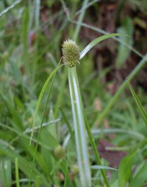 Fotografia 6 da espécie Cyperus brevifolius no Jardim Botânico UTAD