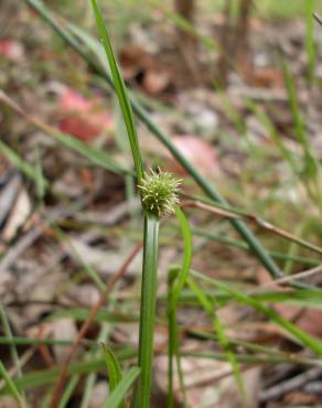 Fotografia 7 da espécie Cyperus brevifolius no Jardim Botânico UTAD