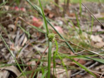 Fotografia da espécie Cyperus brevifolius