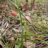 Fotografia 7 da espécie Cyperus brevifolius do Jardim Botânico UTAD