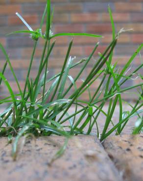 Fotografia 8 da espécie Cyperus brevifolius no Jardim Botânico UTAD