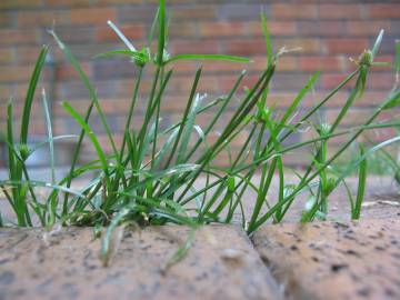 Fotografia da espécie Cyperus brevifolius