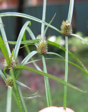 Fotografia 9 da espécie Cyperus brevifolius no Jardim Botânico UTAD