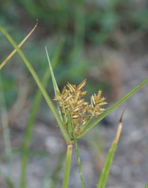 Fotografia 3 da espécie Cyperus esculentus no Jardim Botânico UTAD