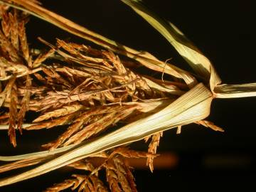 Fotografia da espécie Cyperus esculentus