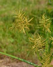 Fotografia da espécie Cyperus esculentus