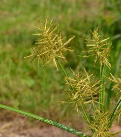 Fotografia da espécie Cyperus esculentus